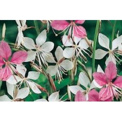 GAURA FF C0.65L