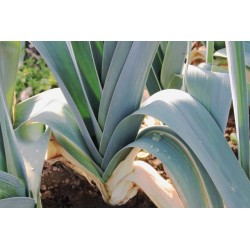 POIREAU 'Bleu de Solaise'...
