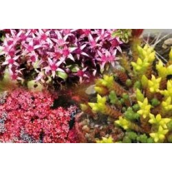 SEDUM Collection FF C1L
