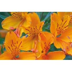 ALSTROEMERIA Collection FF C1L