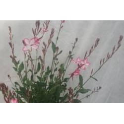 GAURA FF C1L
