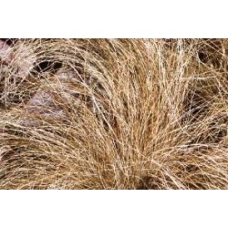 CAREX buchananii FF C1L
