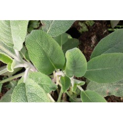 SAUGE officinale BIO C1L