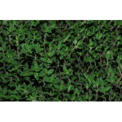 THYM commun BIO C1L