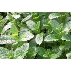 MENTHE Marocaine BIO C1L