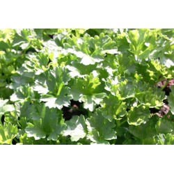 PERSIL plat 'Geant...