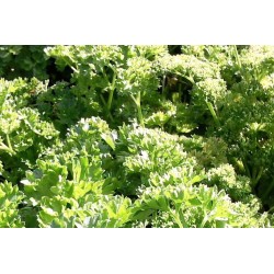 PERSIL frise BIO C1L