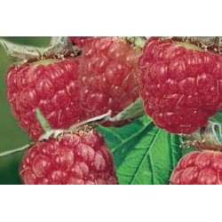 FRAMBOISIER 'Willamette' FF...