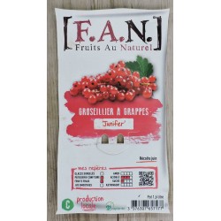 GROSEILLIER a grappes...