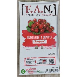 GROSEILLIER a grappes...