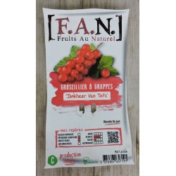 GROSEILLIER a grappes...