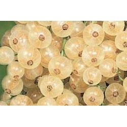 GROSEILLIER a grappes...