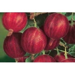 GROSEILLIER a maquereau...