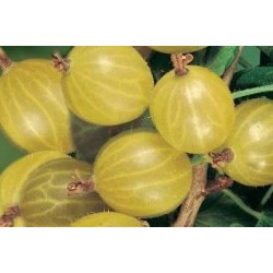 GROSEILLIER a maquereau...