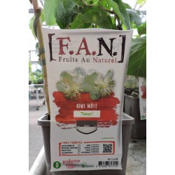 KIWI male 'Tomuri' FF TUT...