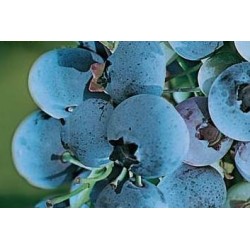 MYRTILLIER 'Paty' FF C1.6L