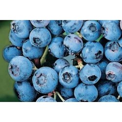 MYRTILLIER 'Blue Crop' FF...