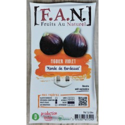 FIGUIER 'Ronde de Bordeaux'...