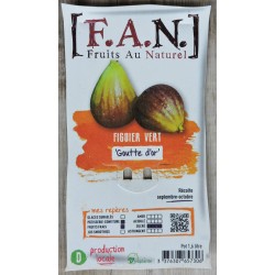 FIGUIER 'Goutte d'Or de...