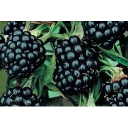 MURIER Dirksen® FF C1.6L