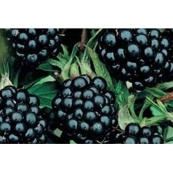 MURIER 'Smoothstem' FF C1.6L