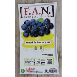 VIGNE 'Muscat de Hambourg'...