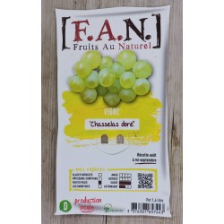 VIGNE 'Chasselas Dore' FF...