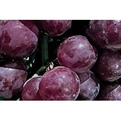 VIGNE 'Cardinal' FF C1.6L