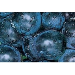 VIGNE 'Lival' FF C1.6L