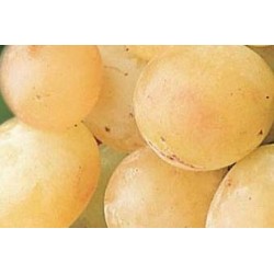 VIGNE 'Italia' FF C1.6L