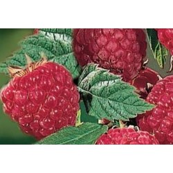 FRAMBOISIER 'Glen Ample' FF...