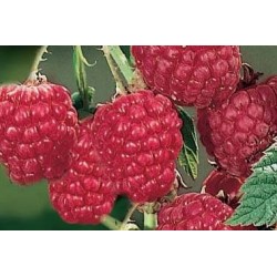 FRAMBOISIER 'Fallred' FF C1.6L