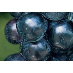 VIGNE 'Alphonse Lavallee'...