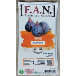 FIGUIER 'Pastilliere' FF C1.6L