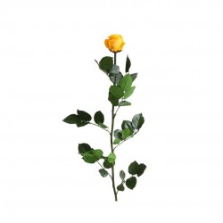 ROSE stabilisee STABILISE...