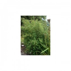 FARGESIA angustissima...