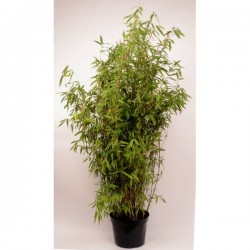 FARGESIA nitida 'Volcano'...