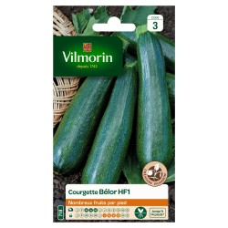 COURGETTE Bélor hf1 SACHET...