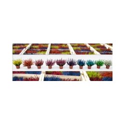 CALLUNA assorti TEINTE MPS P13