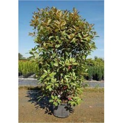 PHOTINIA fraseri 'Red...