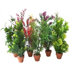 Décor aqua plante...