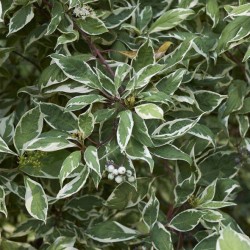 CORNUS alba 'Elegantissima'...