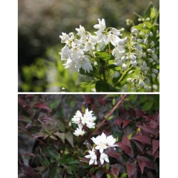 DEUTZIA gracilis 30/40 C5L