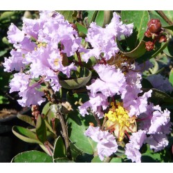 LAGERSTROEMIA indica...
