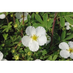 POTENTILLA fruticosa...