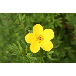 POTENTILLA fruticosa...