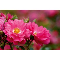 ROSIER Decorosiers® Emera®...