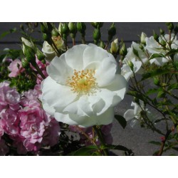 ROSIER Decorosiers® Opalia®...