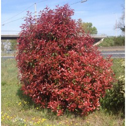 PHOTINIA fraseri 'Red...