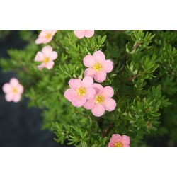 POTENTILLA fruticosa...